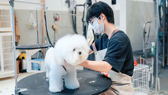 宠物美容师