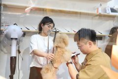 宠物美容专业怎么样？多渠道+好待遇，萌宠经济